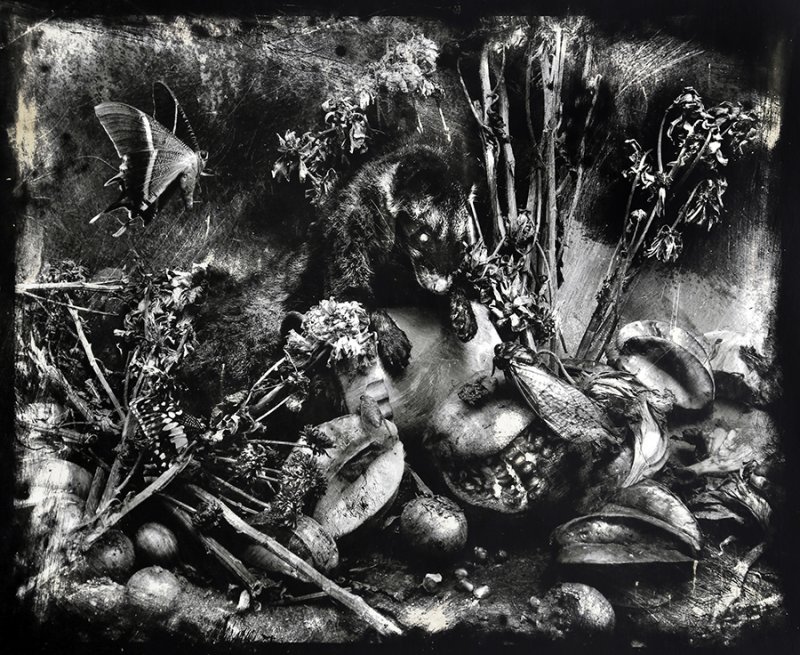 Civet in fairyland-0