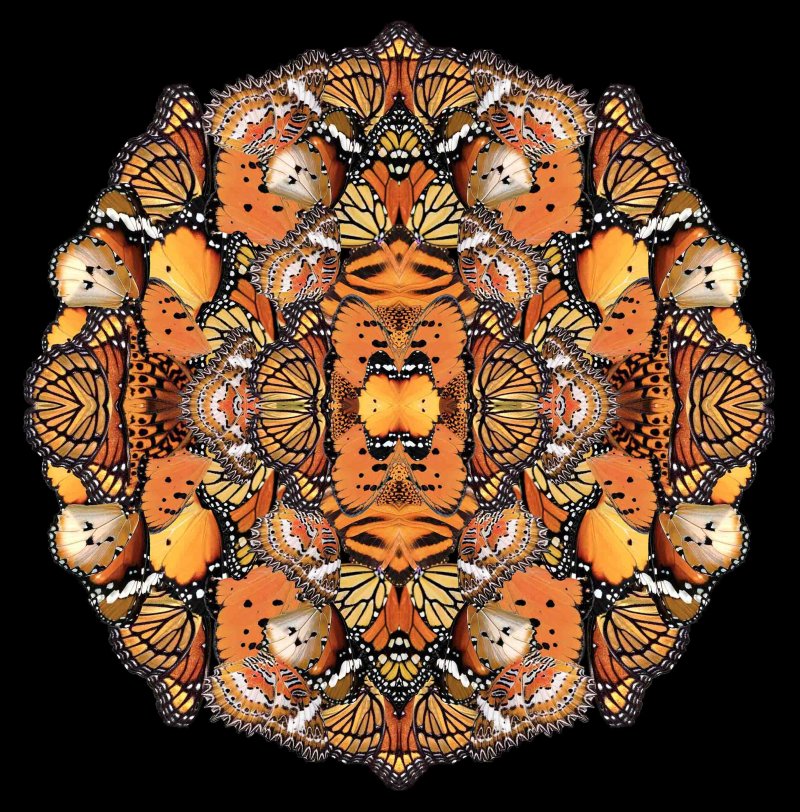 Daylight Metamorphosis-0