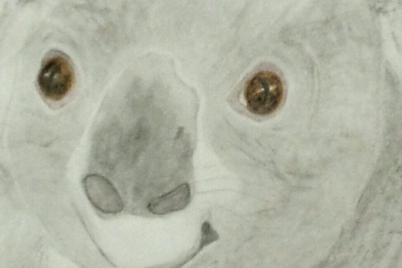 Koala  (2)-1
