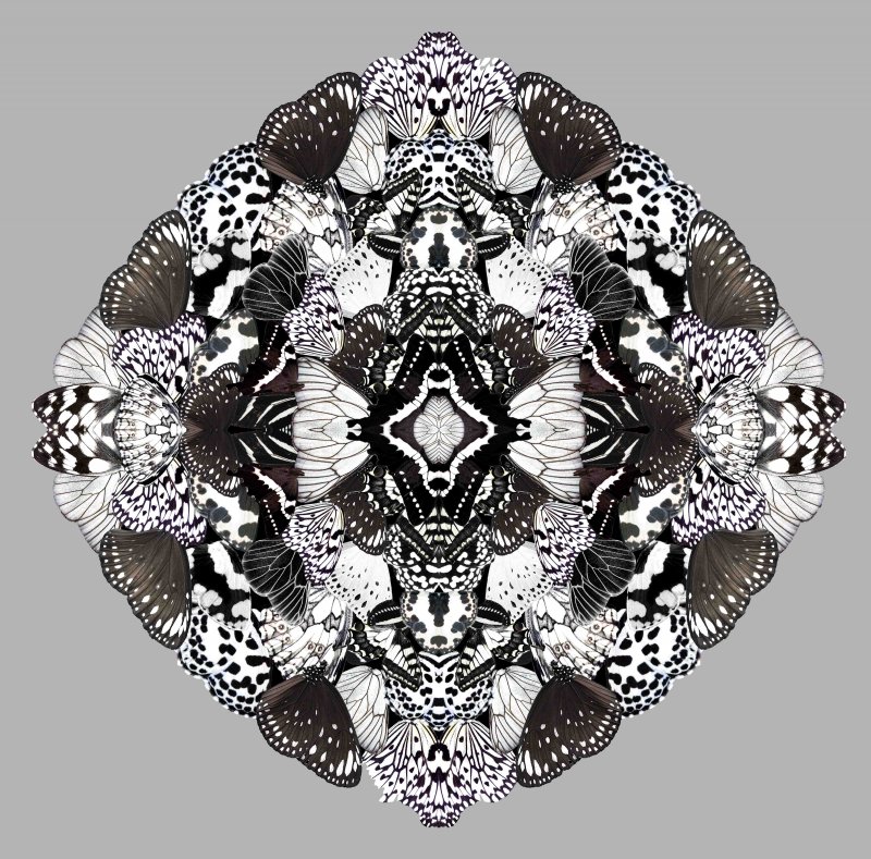 Midday Metamorphosis-0