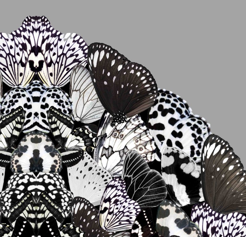 Midday Metamorphosis-2