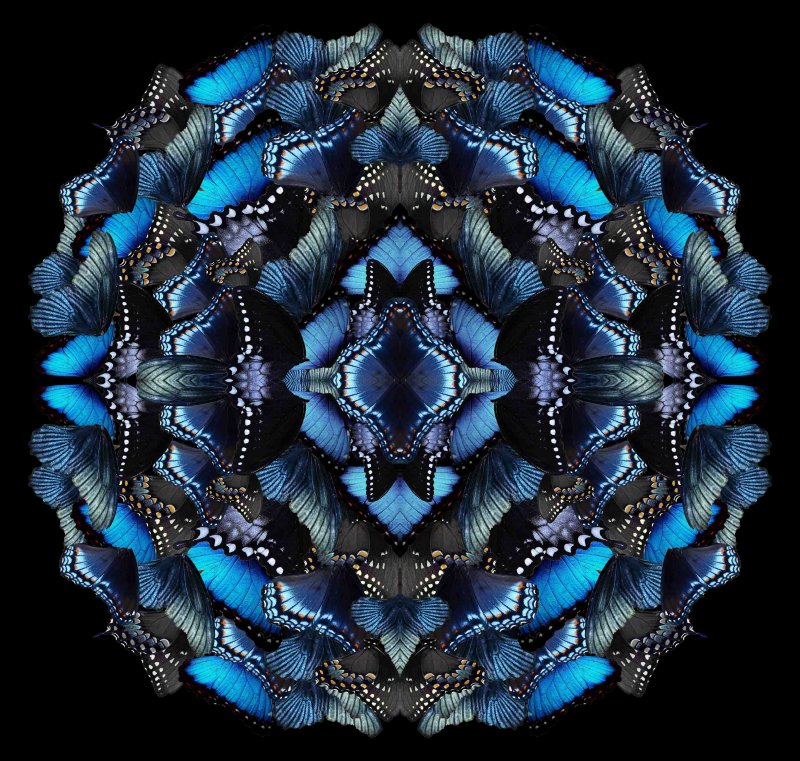 Midnight Metamorphosis-0