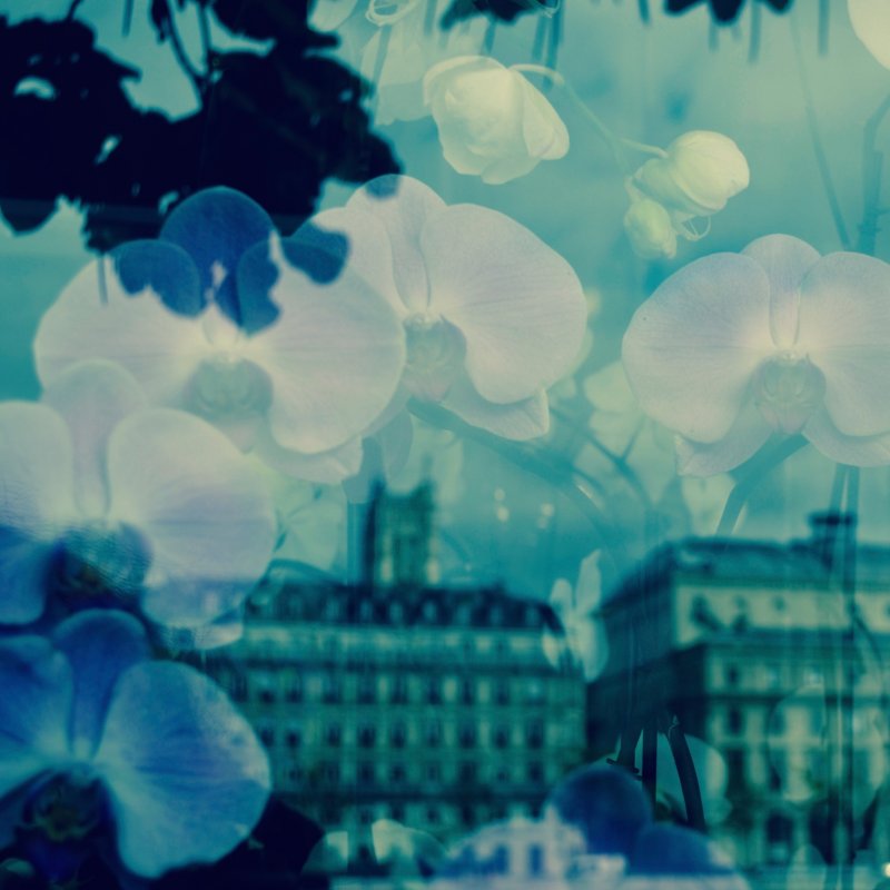 Paris en fleurs non en pleurs, after the terrorist attacks-0