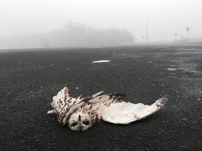 The Fragility of Life-0