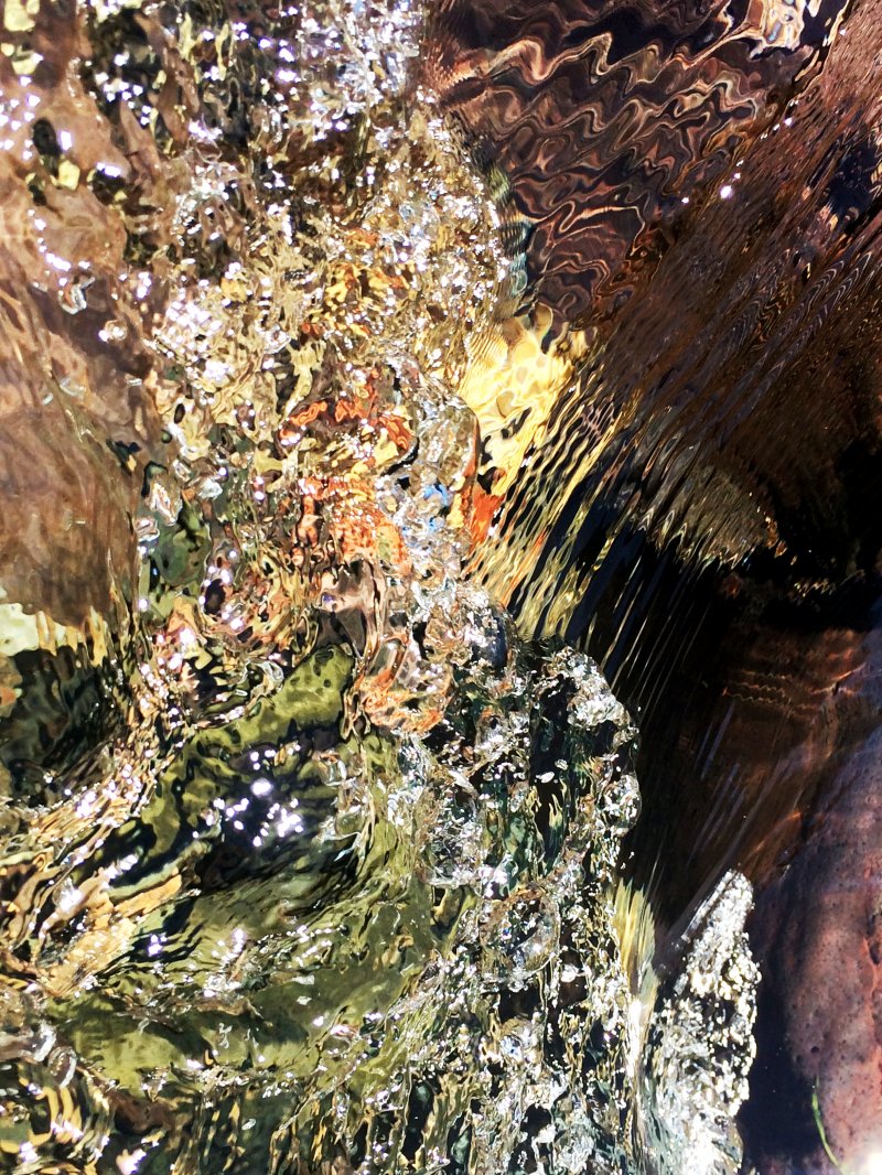 Wild flows the rogue-0