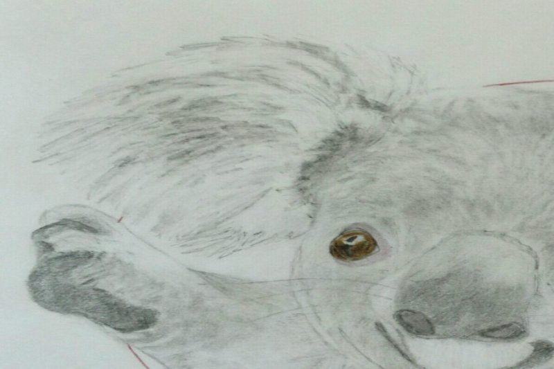 koala  (1)-3